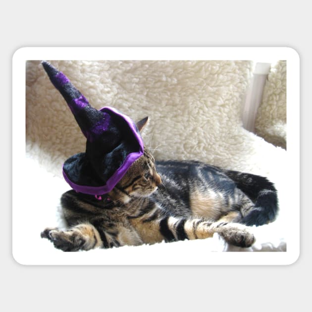 Hocus Pocus Kitty Focus Sticker by Ladymoose